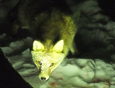 【長野】ランプの宿 高峰温泉 宿泊 その4 野生動物編