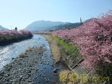 【静岡】満開の河津桜 河津桜並木 菜の花ロード 2013