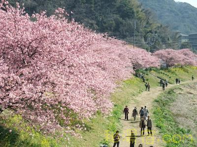 【静岡】"みなみの桜と菜の花まつり" 道の駅 下賀茂温泉 湯の花 ★★★+