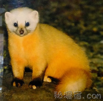 【福島】元湯 甲子温泉 旅館大黒屋 宿泊2014 その3 動物編