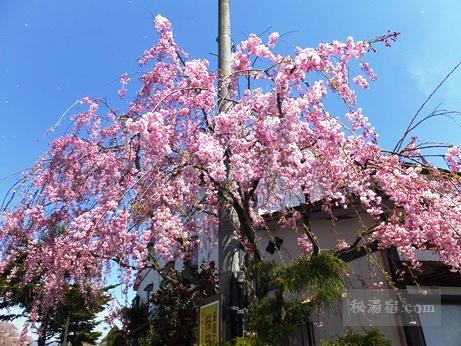 角館の桜2015-9