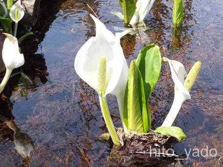 刺巻湿原水芭蕉群生地3