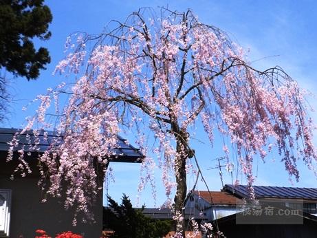 角館の桜2015-46