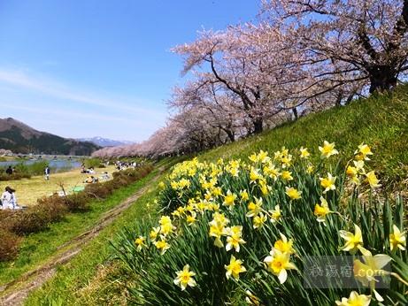 角館の桜2015-19