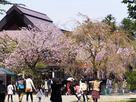 角館の桜2015-23