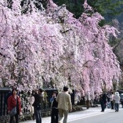 【秋田】角館武家屋敷通りの桜 ★★★★★