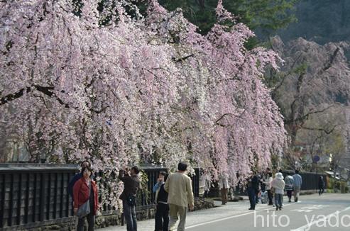 角館の桜