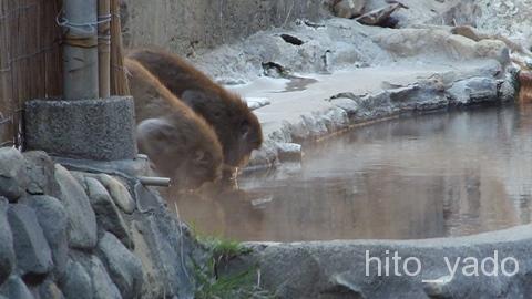 お湯を飲む猿