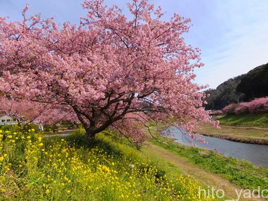 南伊豆の河津桜2015-18