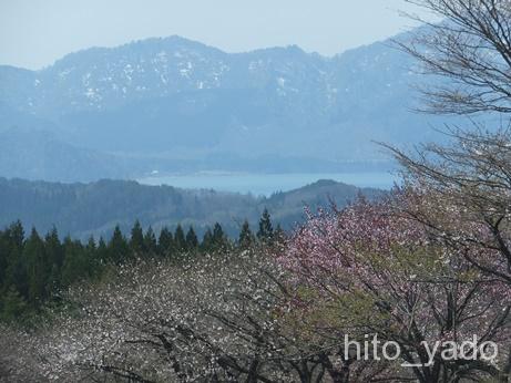 鶴の湯 桜並木8