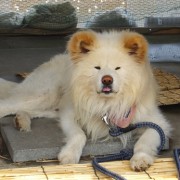 【青森】秋田犬 わさおのいたお店 菊谷商店 ★★★★