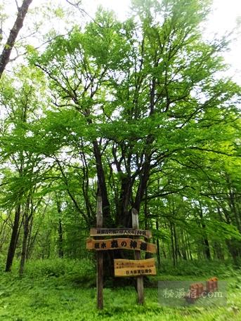 天人峡森の神様